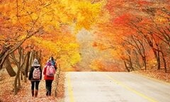 Du lịch Hàn Quốc tháng nào đẹp nhất?
