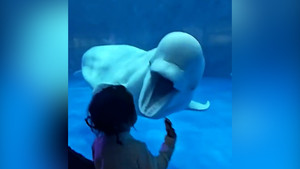 Cá heo 'hù dọa', bé gái hoảng sợ phát khóc 