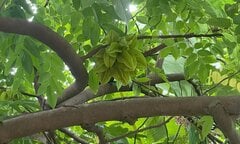 Có nên trồng cây khế trước nhà?