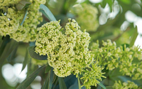 Có nên trồng hoa sữa trước nhà?