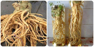 Những lưu ý quan trọng khi sử dụng rượu đinh lăng