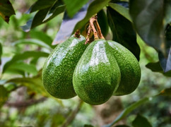 Có nên trồng cây bơ trước nhà?