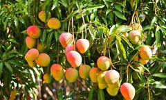 Có nên trồng cây xoài trước nhà?