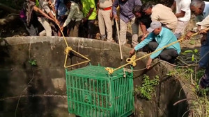 Dùng lồng sắt giải cứu con báo dưới giếng bỏ hoang