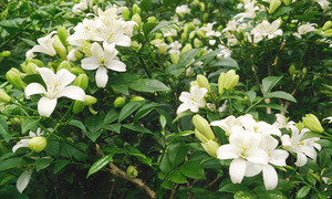 Có nên trồng cây nguyệt quế trước nhà?