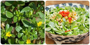 Loại rau dại ở Việt Nam lại là 'rau trường sinh', được thế giới săn lùng