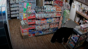 Gấu hoang lẻn vào cửa hàng tạp hóa ăn trộm kẹo