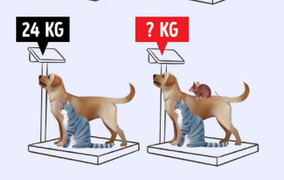 Hỏi ba con vật này cộng lại nặng bao nhiêu kg?