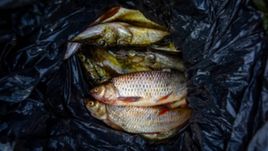 Tại sao người bán cá hay dùng túi màu đen để đựng?