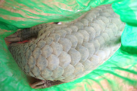  Vận chuyển động vật quý hiếm, một phụ nữ ở Phú Yên bị khởi tố