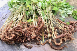 Trồng sâm Ngọc Linh quý hiếm giữa đại ngàn Tây Nguyên