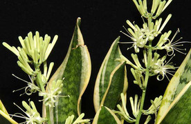 Làm cách nào để cây lưỡi hổ ra hoa?