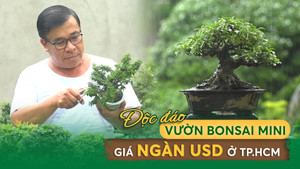 Nông nghiệp đô thị: Độc đáo vườn bonsai mini giá ngàn USD ở TP.HCM