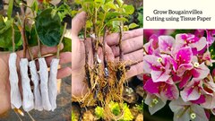Cách giâm cành hoa giấy không cần đất, chỉ dùng mảnh giấy vệ sinh