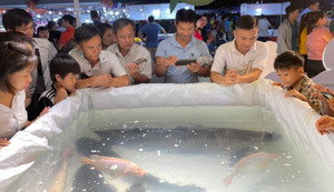 65 triệu đồng một con cá trắm đen 'khủng'