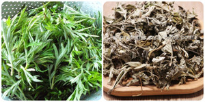 5 công dụng của lá ngải cứu khô giúp loại rau này được coi là 'thần dược'