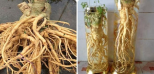 Cách ngâm rượu đinh lăng tươi