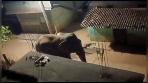 Voi rừng xông vào làng, người dân mất cả đêm xua đuổi