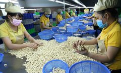 Trung Quốc ồ ạt gom mua hạt điều của Việt Nam: Hiệp hội điều khuyến cáo gì?