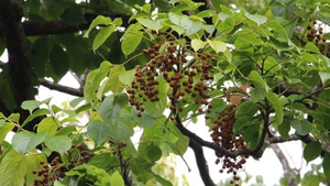 Cây nhội dùng làm thuốc chữa bệnh gì?