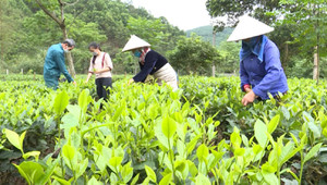 Hợp tác xã tạo việc làm cho đồng bào dân tộc thiểu số