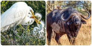 Những loài vật tàn nhẫn nhất thế giới