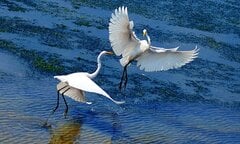 Vườn quốc gia nhỏ nhất Việt Nam thuộc tỉnh nào?