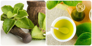 Rau húng chanh có tác dụng gì?