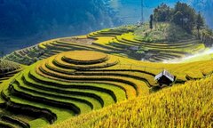 Tỉnh nào có diện tích ruộng bậc thang lớn nhất Việt Nam?