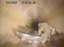 Tìm thấy 'quái vật' dưới cống ngầm, ngoại hình khiến ai nhìn cũng kinh sợ