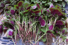 Loại rau là kho chứa sắt, rẻ gấp nhiều lần thịt bò, chăm ăn không lo thiếu máu