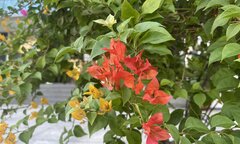Có nên trồng cây hoa giấy trước nhà?