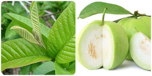 Lá ổi có tác dụng gì?