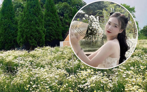 'Săn' cúc họa mi đầu mùa để có ảnh sống ảo 'sớm nhất cõi mạng'