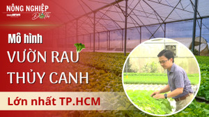 Nông nghiệp đô thị: Mãn nhãn mô hình vườn rau thuỷ canh lớn nhất TP.HCM