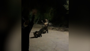 Gia đình gấu đi xin ăn, vẫy tay chào người dân