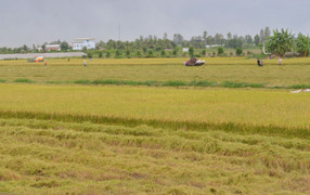 Xuất khẩu gạo của Việt Nam dự báo lập đỉnh 4,5 tỷ USD