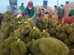 Vì sao giá sầu riêng tăng vọt, lên tới hơn 120.000 đồng/kg?