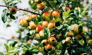 Loại táo rẻ tiền có nhiều ở Việt Nam, giúp làm sạch mỡ máu, tốt tiêu hoá và thận