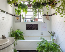 Những loại cây thích hợp đặt trong phòng tắm