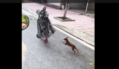 Khi phù thuỷ bị chó đuổi