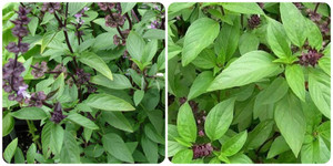 Công dụng của húng quế ít người biết