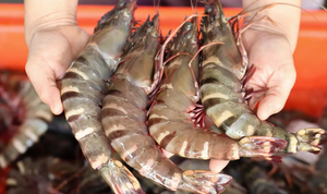 Cách chọn tôm tươi ngon