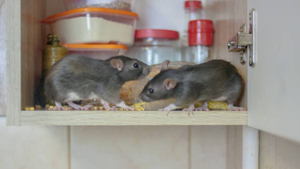 Cách đuổi chuột bằng thảo mộc