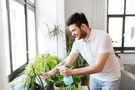 Những sai lầm cần tránh khi trồng cây trong nhà