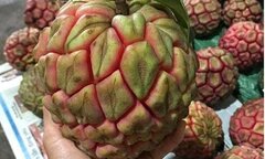 Quả và rễ của loại cây mọc dại giúp bảo vệ dạ dày, tăng cường sinh lý nam