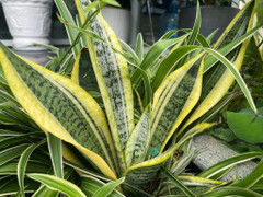 Có nên đặt cây lưỡi hổ trong phòng ngủ?