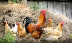 Mách bạn cách chọn gà ngon