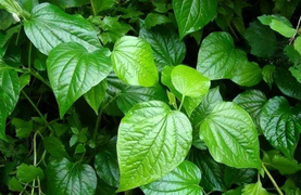 Tại sao nên ăn lá lốt thường xuyên?