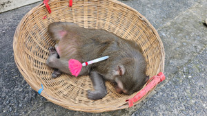 Khỉ vào nhà dân quậy phá, cắn người gây thương tích